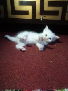 Persian cat kitten triple coat available