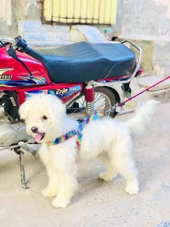 Adult puddle dog age 18 month long hair