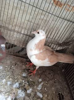 Gola shehrazi pigeons