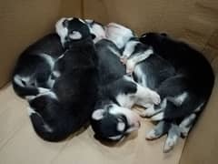 Pure Husky puppies & Husky $tud available