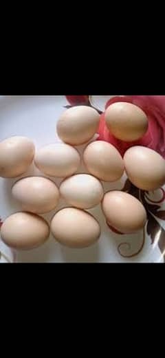 aseel fresh fertile eggs