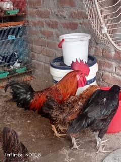 active and breader he canhndal 8 to 10 hens