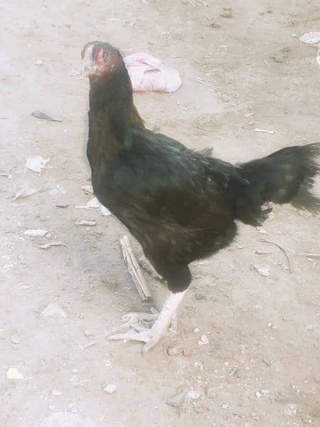 Aseel murghian - aseel female for sale 15