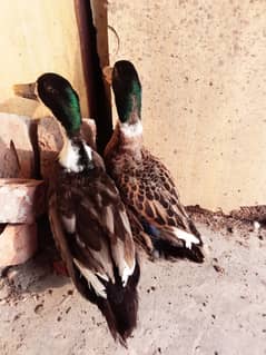 Male breeder duck for sale