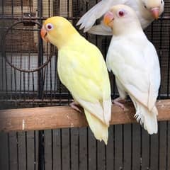 love birds Creamino,decino,albino red eye,parblue split ino, opaline