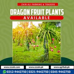 Large numbers of Dragon fruits plants & Seeds Available  Location Lah