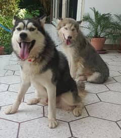 Siberian husky male/female available for sale