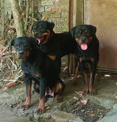 Rottweiler adult dogs available for sale