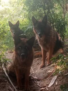 German shepherd dogs available for sale