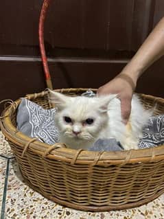 triple coat punch face Persian cat