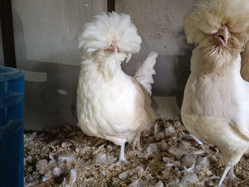 Fancy chicks Brahama,Polish, Heavy Buff, Sebright, Silkie 0300-8941001 3