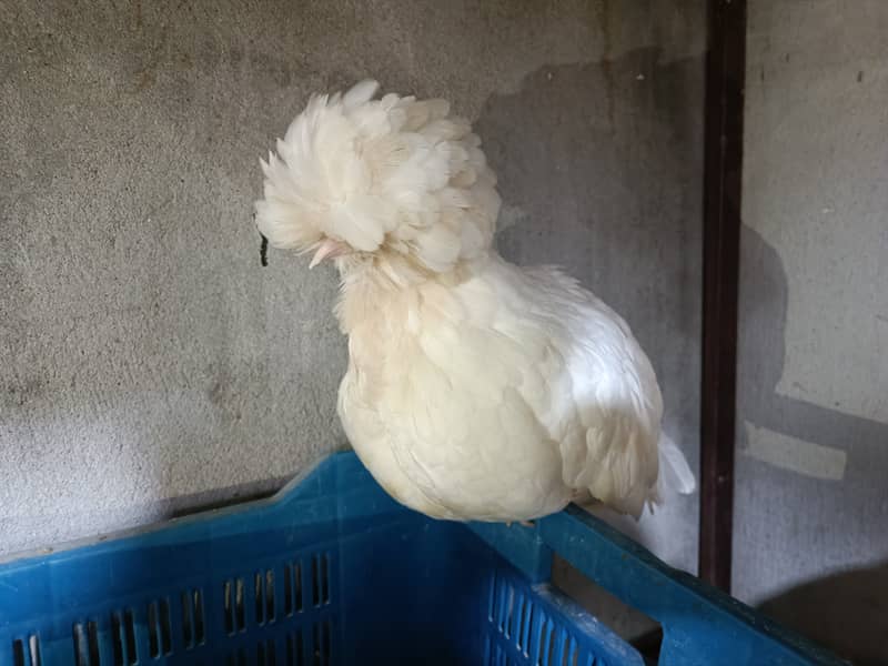 Fancy chicks Brahama,Polish, Heavy Buff, Sebright, Silkie 0300-8941001 4