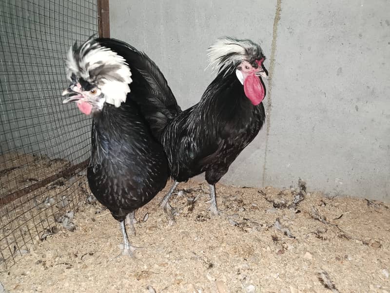 Fancy chicks Brahama,Polish, Heavy Buff, Sebright, Silkie 0300-8941001 9