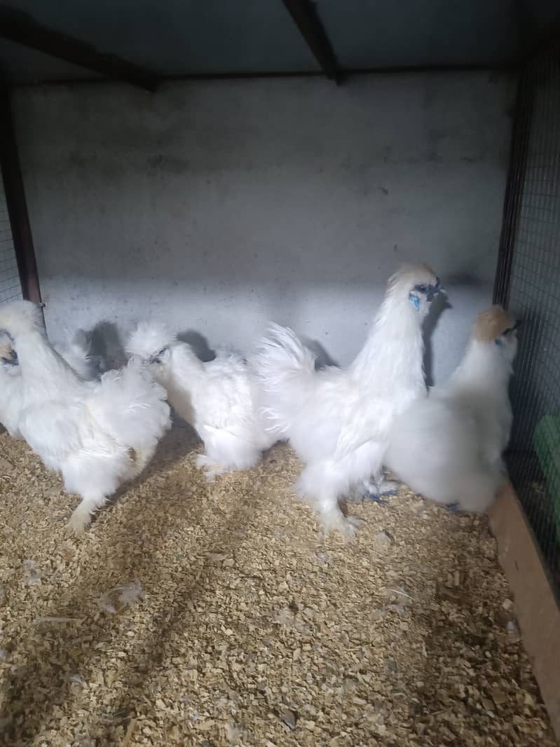 Fancy chicks Brahama,Polish, Heavy Buff, Sebright, Silkie 0300-8941001 11