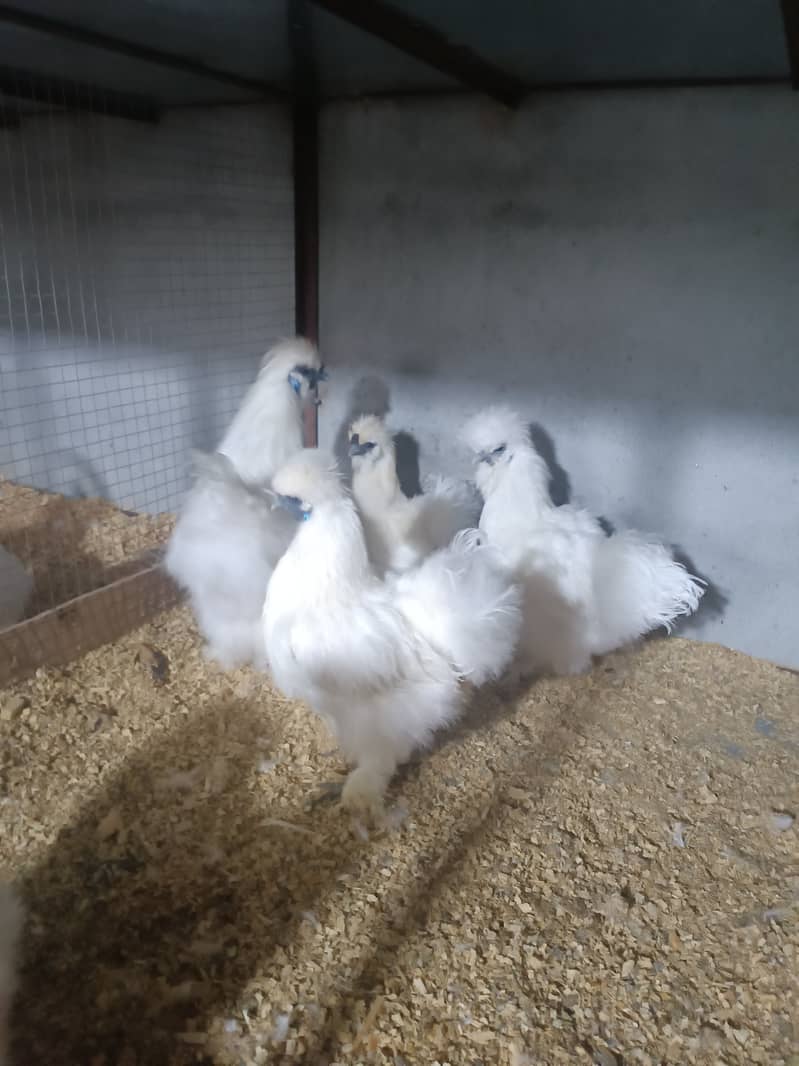 Fancy chicks Brahama,Polish, Heavy Buff, Sebright, Silkie 0300-8941001 12