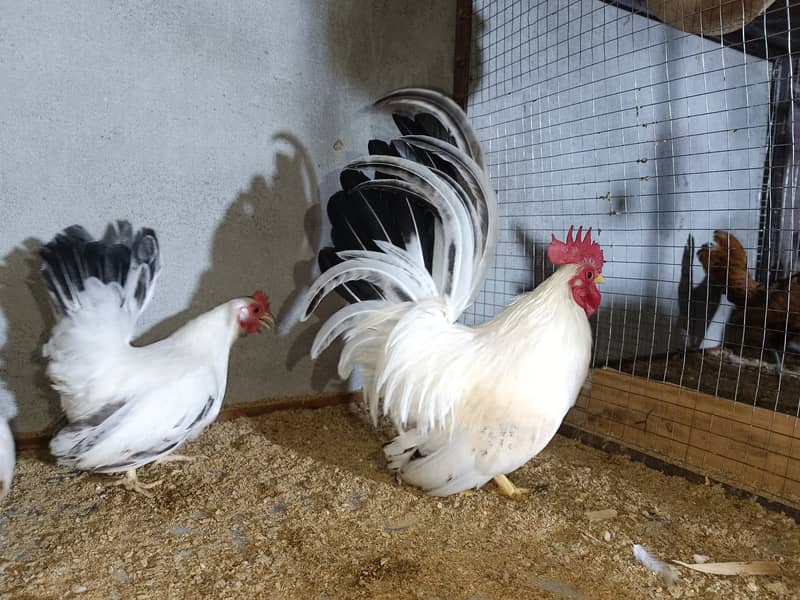 Fancy chicks Brahama,Polish, Heavy Buff, Sebright, Silkie 0300-8941001 13