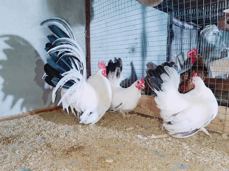 Fancy chicks Brahama,Polish, Heavy Buff, Sebright, Silkie 0300-8941001 15