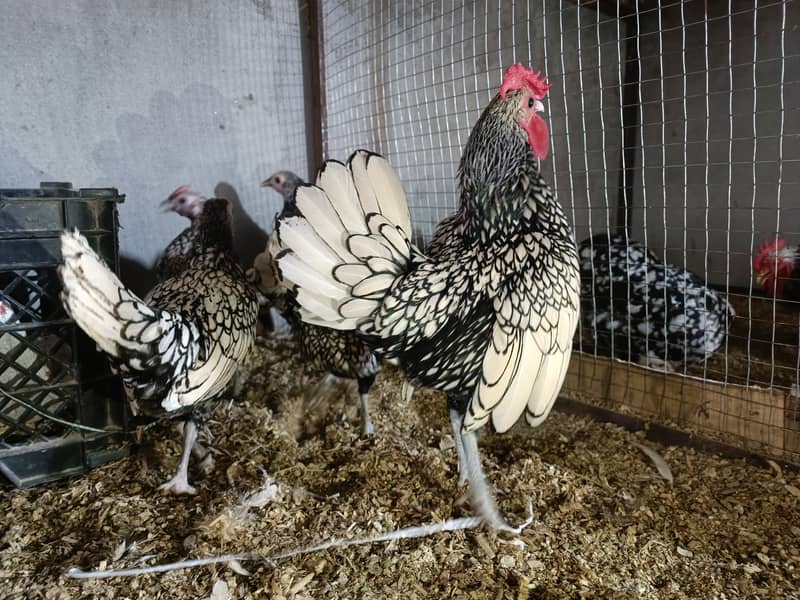 Fancy chicks Brahama,Polish, Heavy Buff, Sebright, Silkie 0300-8941001 16