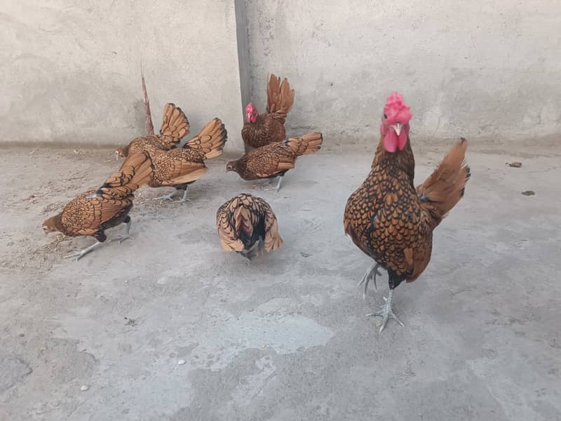 Fancy chicks Brahama,Polish, Heavy Buff, Sebright, Silkie 0300-8941001 18