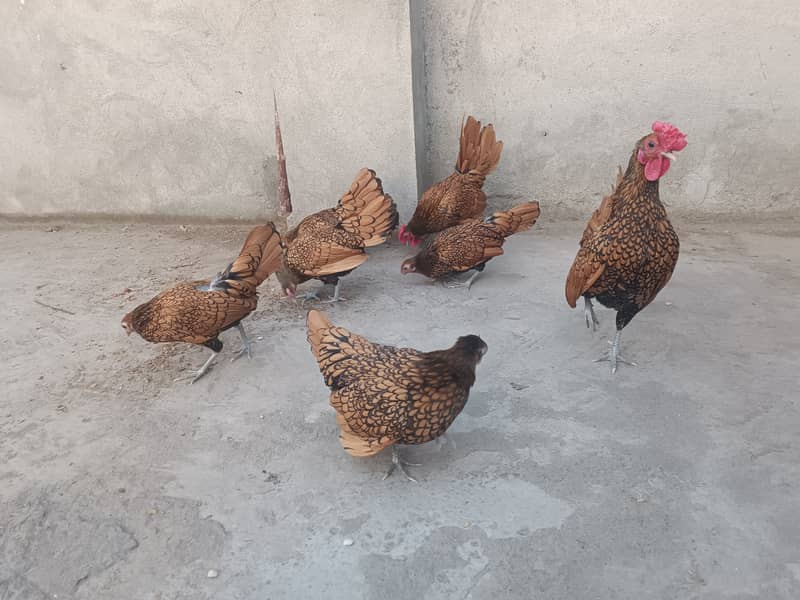 Fancy chicks Brahama,Polish, Heavy Buff, Sebright, Silkie 0300-8941001 19