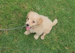 Tibetan Terrier