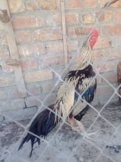 3 male available exchange possible with hens golden misri