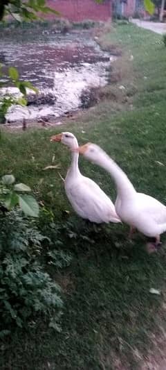 pair duck