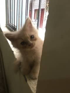 cute persion and playful kitten available