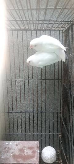 albino black eyes breeder pair only 2800 sale laga di