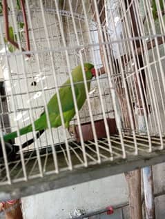 parrot cage heavy cage