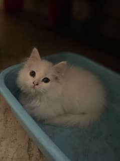 persion kitten for sale