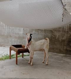 Goats|Bakra|Gaban Bakri|Animals