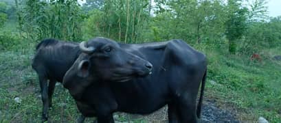 Buffalo / Friezan / dasi cow / بھینس /cow for sale