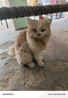 beautiful Persian male and female cat for sale