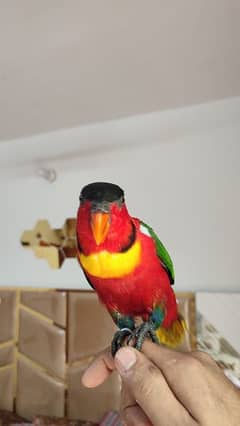 Playfull Talking parrot | Yellow Bib Lori