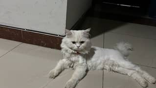 PERSIAN TRIPLE COATED WHITE CAT PAIR 9 MONTHS AGE
