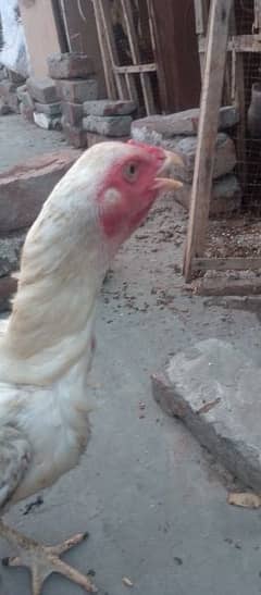 HEERA ASEEL BREEDER MURGA OR MURGIA SETUP FOR SALE EGGS LAYING FEMALES