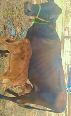 Buffalo / Freezian /Jersey  cow / گائے /cow for sale