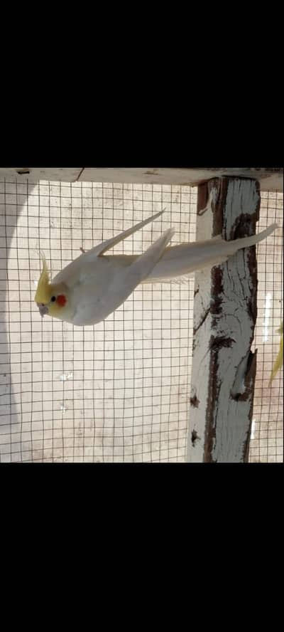 Common white breeder pair