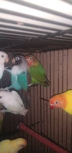 Ready to breed love bird available here. Home Delivery Free. Near yadgar