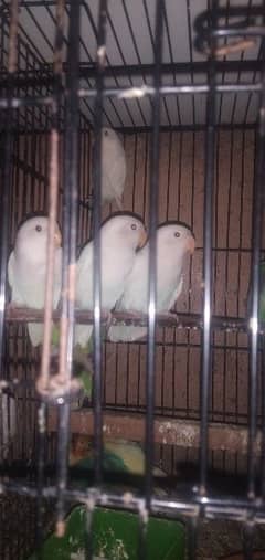 Ready to breed love bird available here