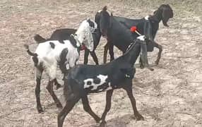 Goat | bakri | sheep | Breader | | بکری  | bakri for sale.