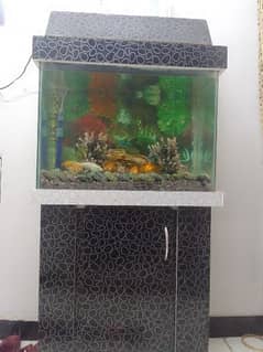 2.25 feet aquarium