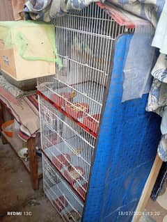 cage  bird  sale