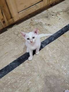 2 month kittens  litter trained, No fleas, 4 White kittens