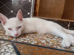 Russian cat full active no disability urgent sale