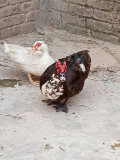 hen