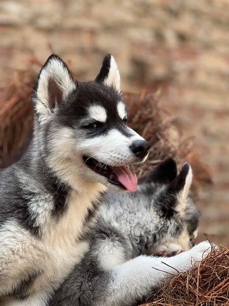 Siberian husky 4