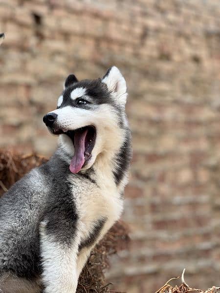 Siberian husky 5