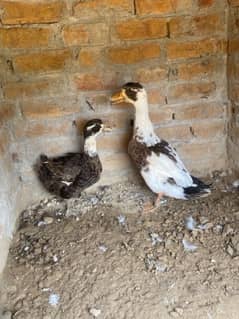 Ducks ready to lay eggs